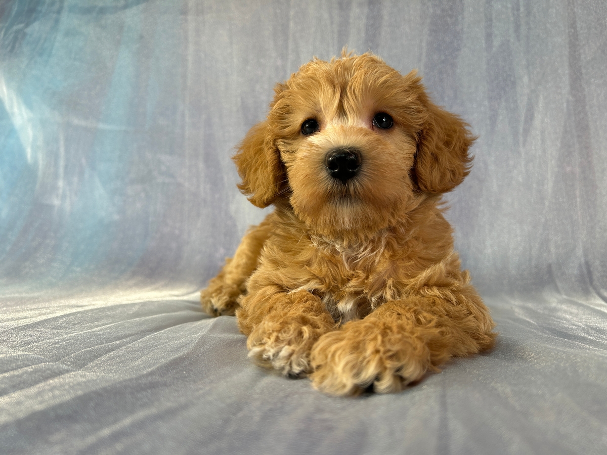 Female Miniature Schnoodle Puppy for Sale DOB 3-9-2026 $950